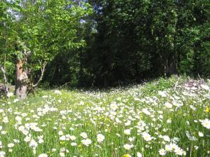 Field of daisies on our property. Photo by Lenee Cobb