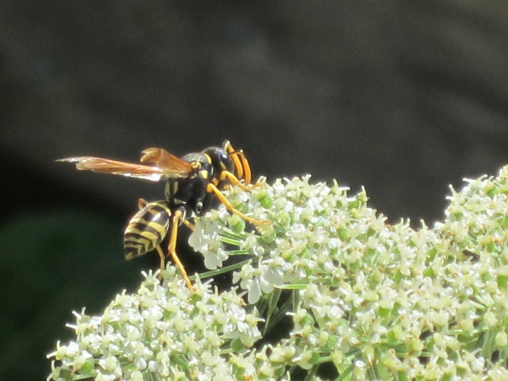 What's the Buzz 1. Photo by Lenee Cobb